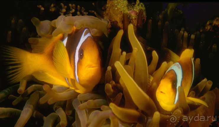 КРАСНОЕ МОРЕ