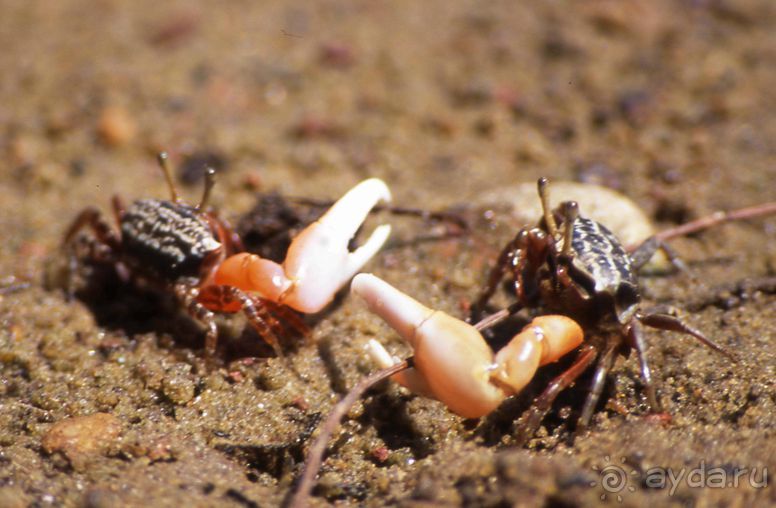 КРАСНОЕ МОРЕ