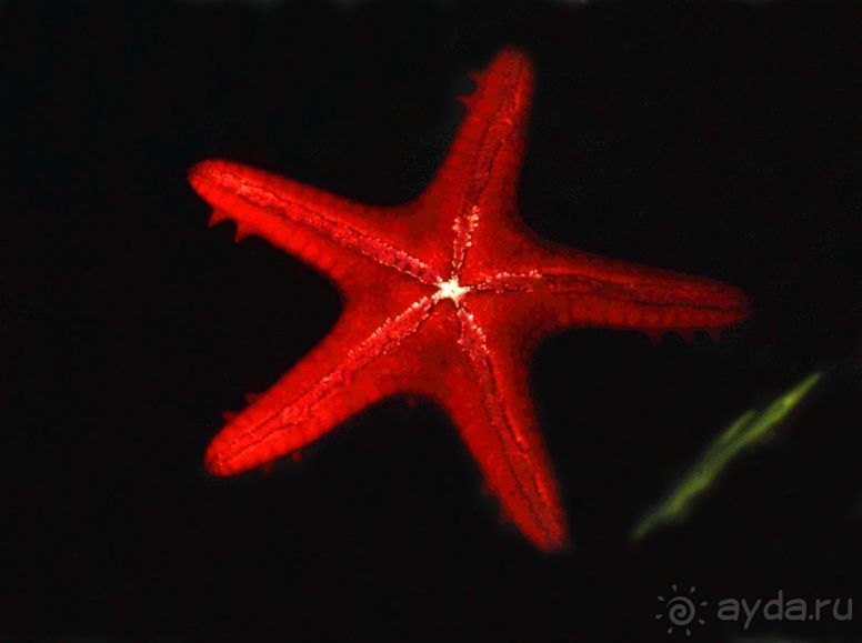 КРАСНОЕ МОРЕ