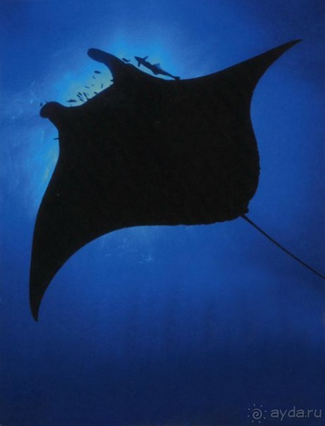 КРАСНОЕ МОРЕ