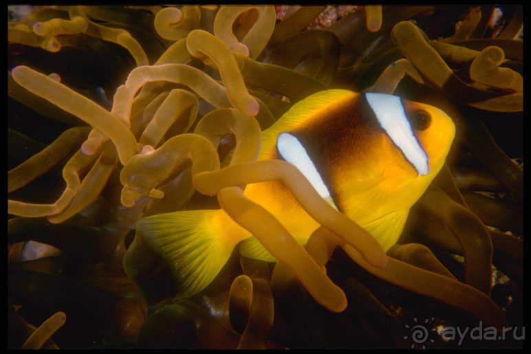 КРАСНОЕ МОРЕ