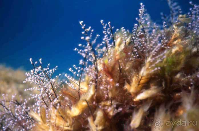 КРАСНОЕ МОРЕ