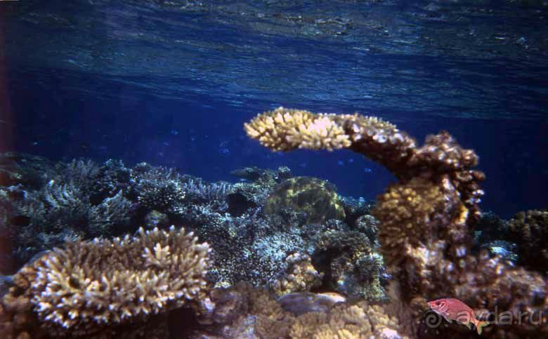 КРАСНОЕ МОРЕ