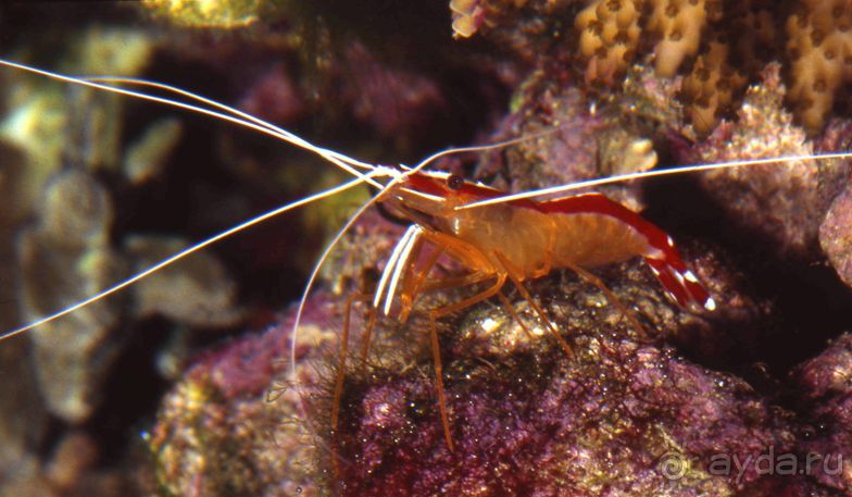 КРАСНОЕ МОРЕ