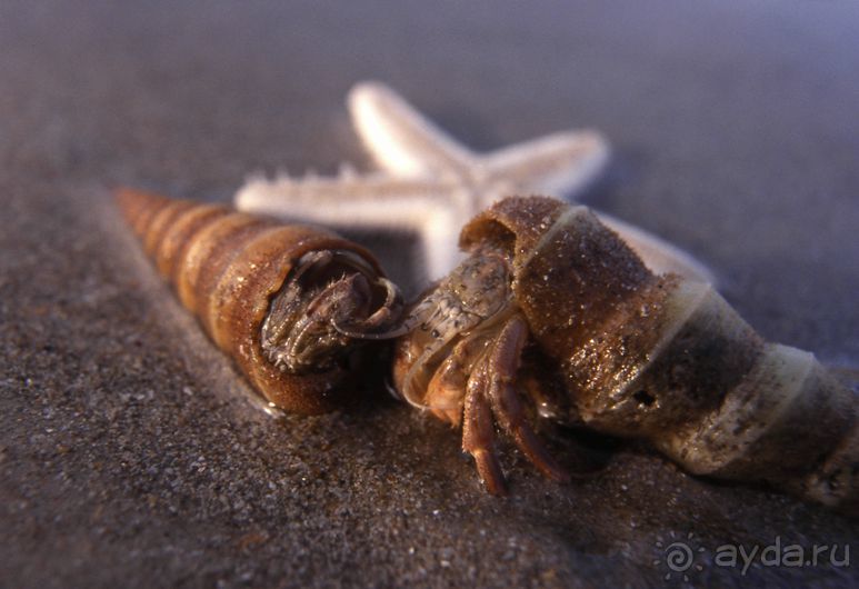 КРАСНОЕ МОРЕ