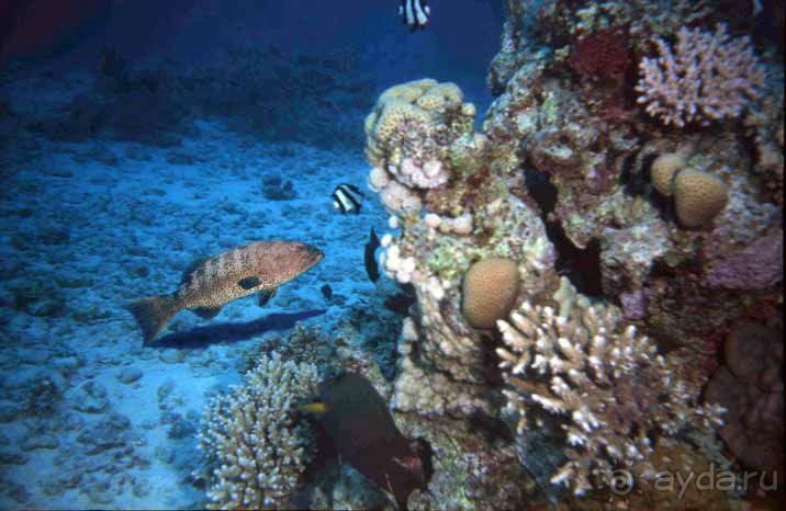 КРАСНОЕ МОРЕ