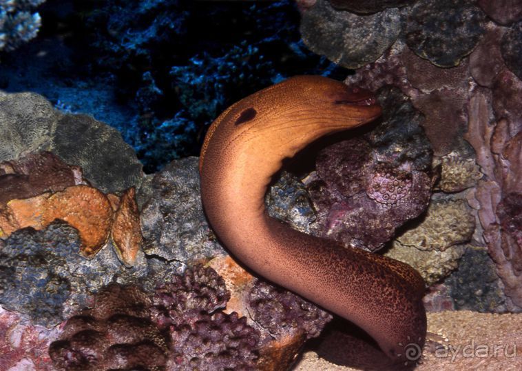 КРАСНОЕ МОРЕ