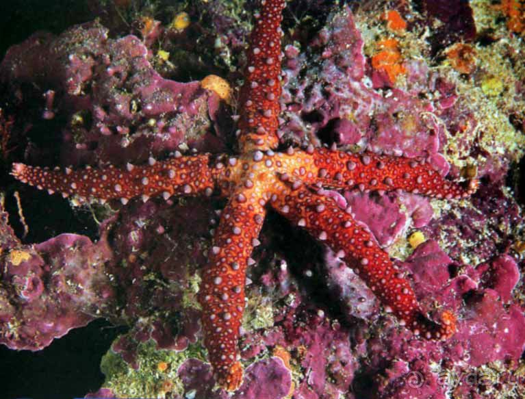 КРАСНОЕ МОРЕ