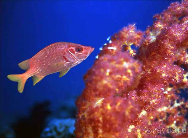 КРАСНОЕ МОРЕ