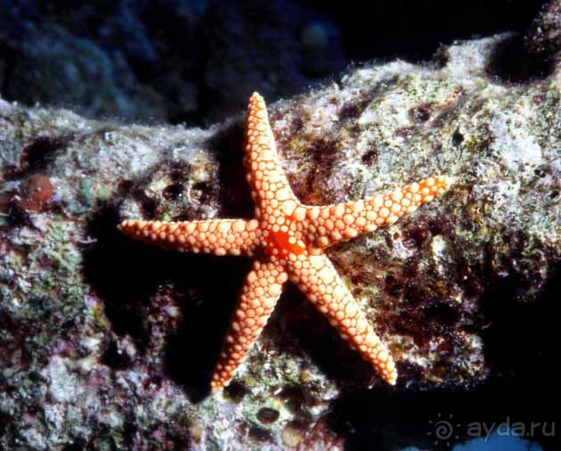 КРАСНОЕ МОРЕ