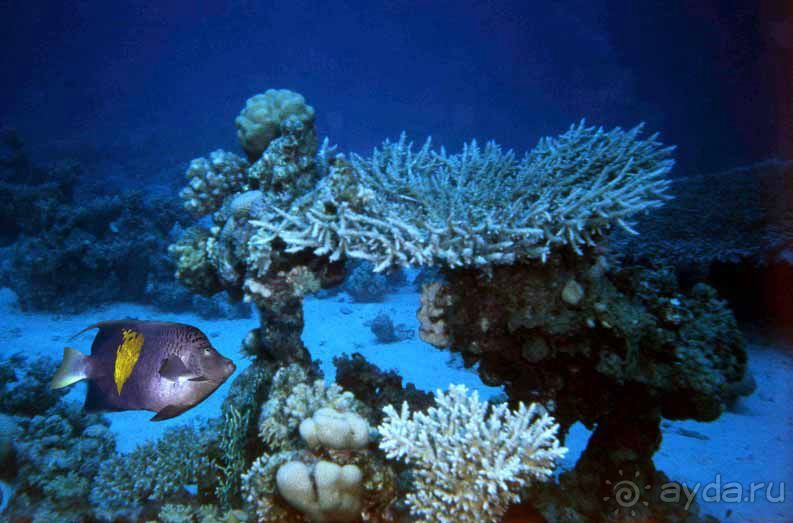 КРАСНОЕ МОРЕ