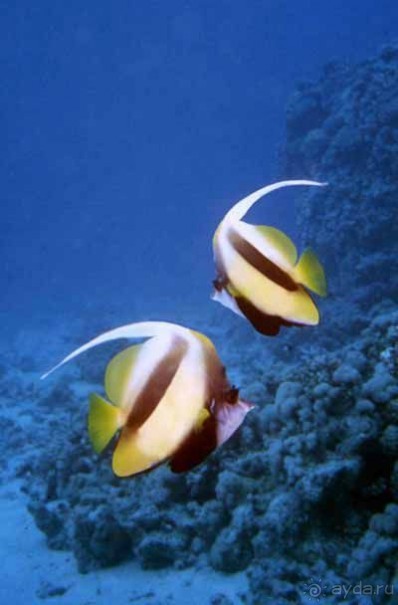 КРАСНОЕ МОРЕ