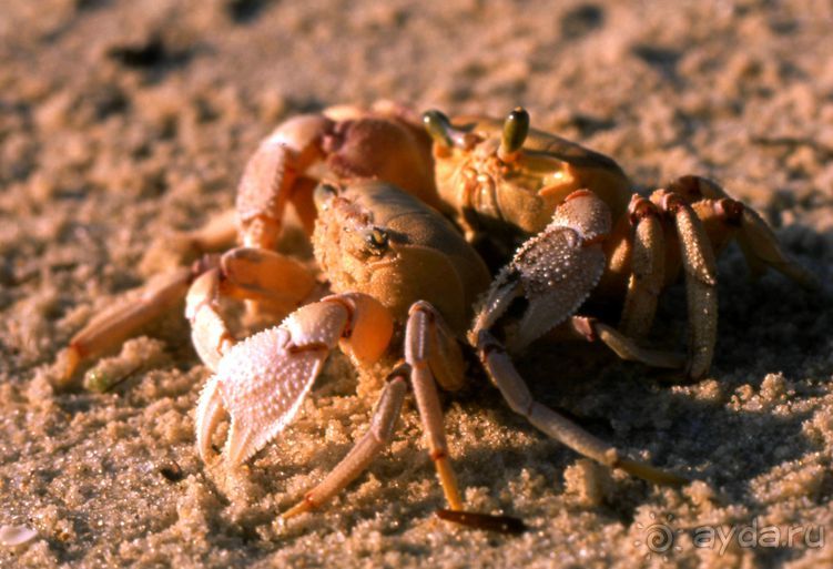 КРАСНОЕ МОРЕ