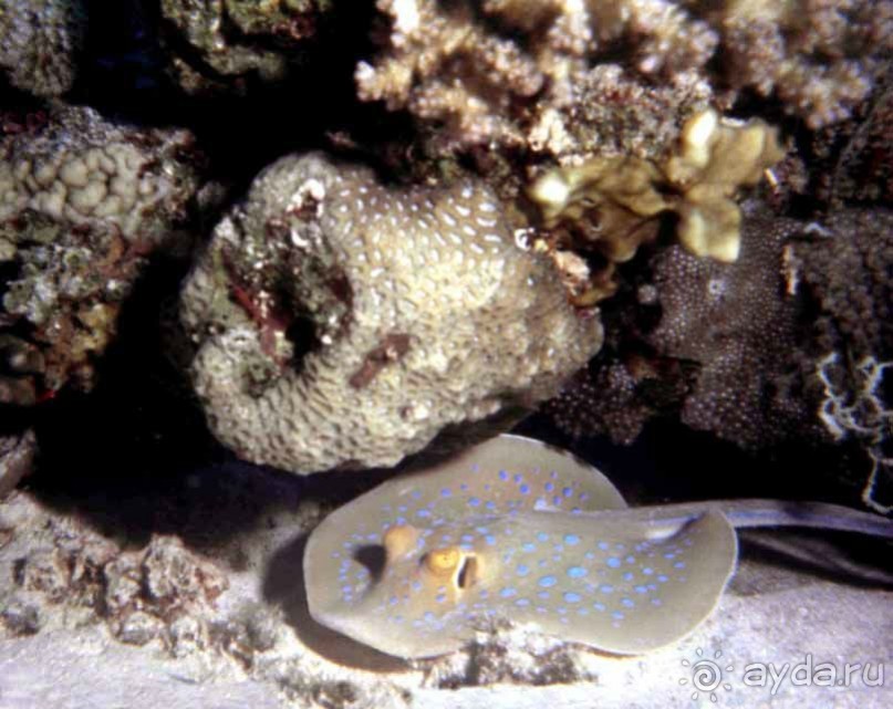 КРАСНОЕ МОРЕ