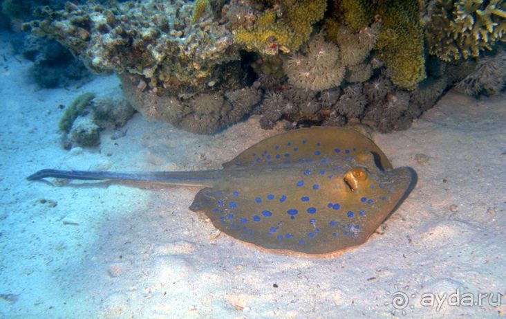 КРАСНОЕ МОРЕ