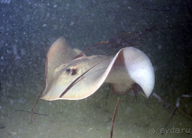 КРАСНОЕ МОРЕ