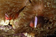 Актинии – друзья  клоунов и крабов или чудеса симбиоза