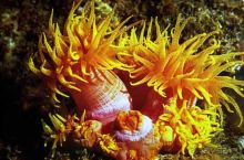 Актинии – друзья  клоунов и крабов или чудеса симбиоза