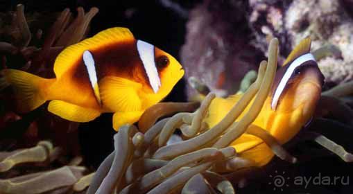 Актинии – друзья  клоунов и крабов или чудеса симбиоза