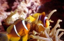Актинии – друзья  клоунов и крабов или чудеса симбиоза