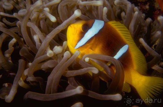 Актинии – друзья  клоунов и крабов или чудеса симбиоза