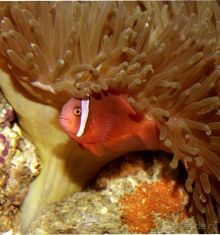 Актинии – друзья  клоунов и крабов или чудеса симбиоза