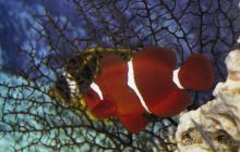 Актинии – друзья  клоунов и крабов или чудеса симбиоза