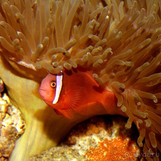 Актинии – друзья  клоунов и крабов или чудеса симбиоза