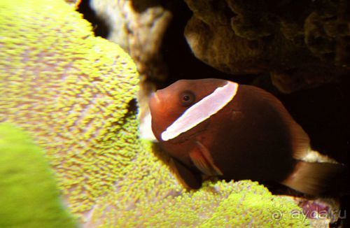 Актинии – друзья  клоунов и крабов или чудеса симбиоза