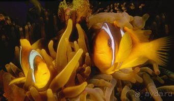 Актинии – друзья  клоунов и крабов или чудеса симбиоза