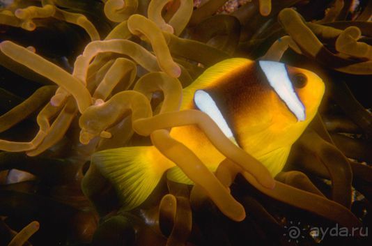 Актинии – друзья  клоунов и крабов или чудеса симбиоза