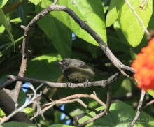 Архипелаг Лос Рокес, Карибы