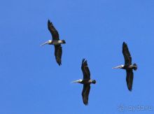 Архипелаг Лос Рокес, Карибы