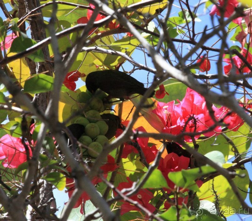 Архипелаг Лос Рокес, Карибы