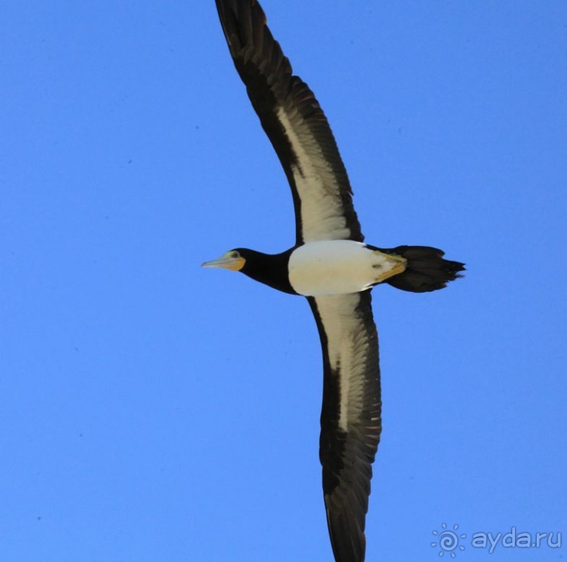 Альбом отзыва "Архипелаг Лос Рокес, Карибы"
