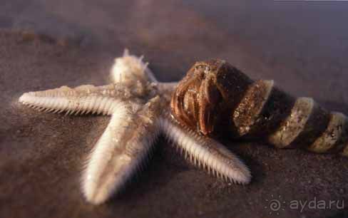 ЗВЕЗДЫ ПРЕКРАСНЫЕ – ЗВЕЗДЫ  МОРСКИЕ