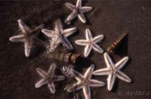 ЗВЕЗДЫ ПРЕКРАСНЫЕ – ЗВЕЗДЫ  МОРСКИЕ