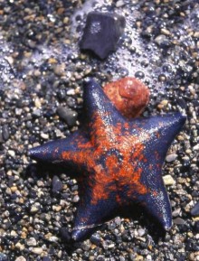 ЗВЕЗДЫ ПРЕКРАСНЫЕ – ЗВЕЗДЫ  МОРСКИЕ