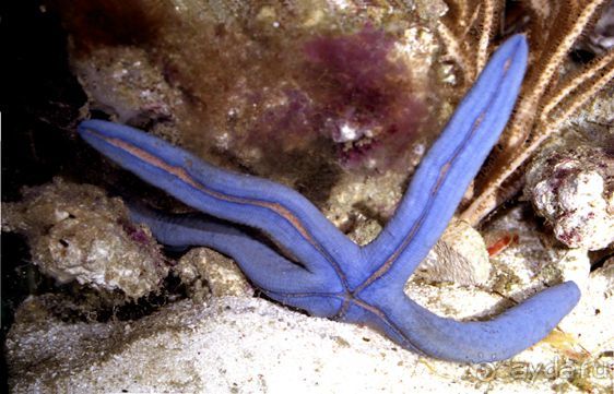 ЗВЕЗДЫ ПРЕКРАСНЫЕ – ЗВЕЗДЫ  МОРСКИЕ