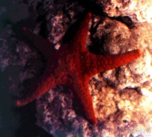 ЗВЕЗДЫ ПРЕКРАСНЫЕ – ЗВЕЗДЫ  МОРСКИЕ