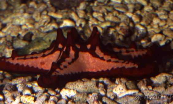 ЗВЕЗДЫ ПРЕКРАСНЫЕ – ЗВЕЗДЫ  МОРСКИЕ