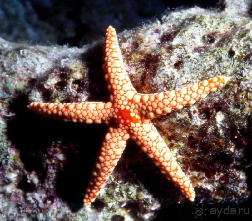 ЗВЕЗДЫ ПРЕКРАСНЫЕ – ЗВЕЗДЫ  МОРСКИЕ