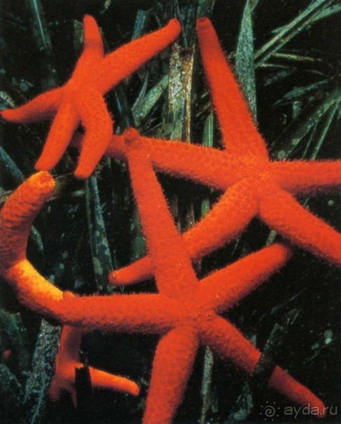 ЗВЕЗДЫ ПРЕКРАСНЫЕ – ЗВЕЗДЫ  МОРСКИЕ