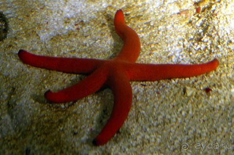 ЗВЕЗДЫ ПРЕКРАСНЫЕ – ЗВЕЗДЫ  МОРСКИЕ