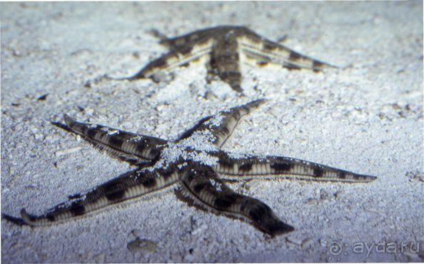 ЗВЕЗДЫ ПРЕКРАСНЫЕ – ЗВЕЗДЫ  МОРСКИЕ