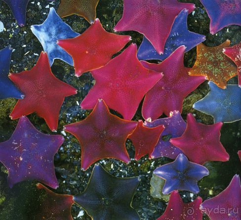 ЗВЕЗДЫ ПРЕКРАСНЫЕ – ЗВЕЗДЫ  МОРСКИЕ