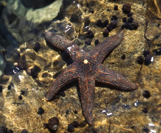 ЗВЕЗДЫ ПРЕКРАСНЫЕ – ЗВЕЗДЫ  МОРСКИЕ