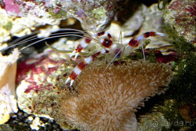 МОРСКОЙ КОНЁК