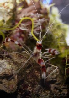 МОРСКОЙ КОНЁК