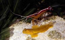 МОРСКОЙ КОНЁК